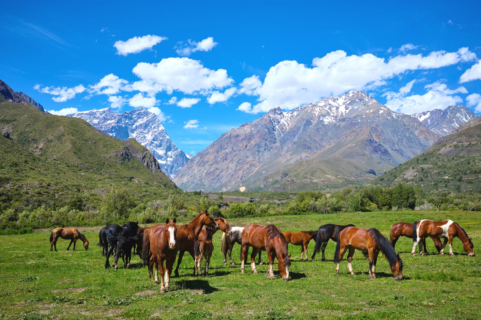 O'Higgins: viaje a la tierra de los huasos