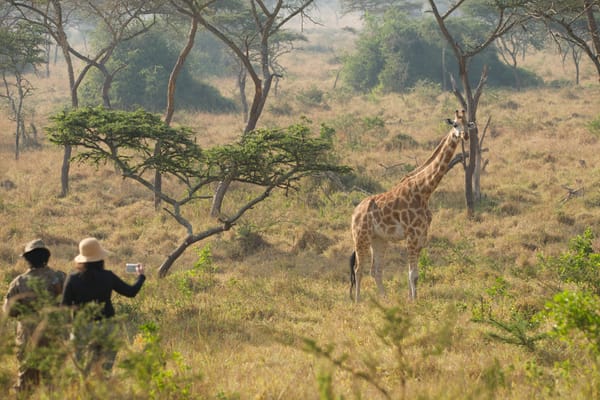 Safari a pie en Uganda: Conectando con la naturaleza de África