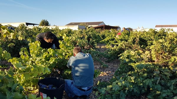 Nos acercamos a conocer los vinos de  Cigales