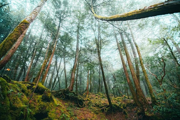 Aokigahara, el bosque de los suicidios en Japón