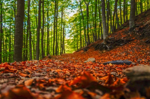 Paseos por la naturaleza cerca de Barcelona