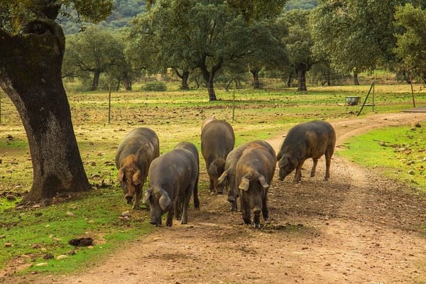 Conociendo el Jamón de Guijuelo