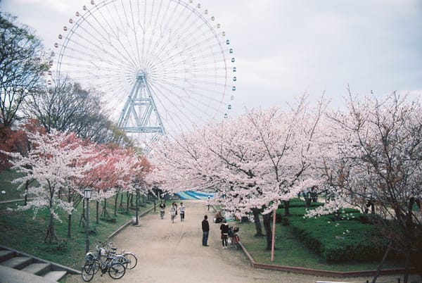 Así ha sido el Sakura más impresionante y especial