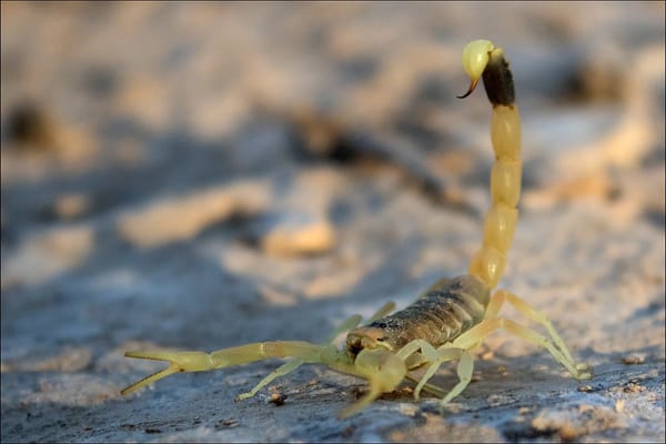 Los insectos más peligrosos del mundo