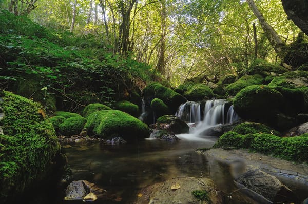 Los bosques más bonitos para disfrutar en otoño