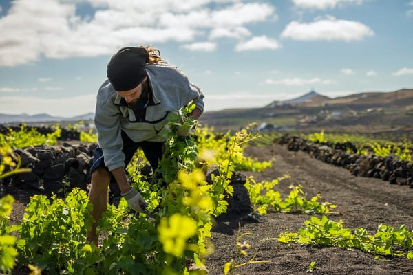 Descubriendo El Grifo, una bodega centenaria en Lanzarote