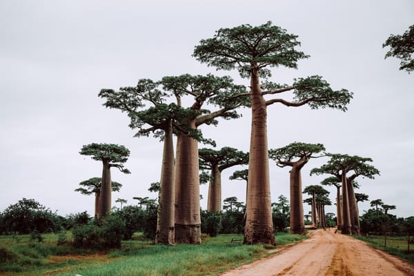 Madagascar, la isla de las sorpresas