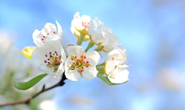 Los mejores lugares para recibir la primavera en España