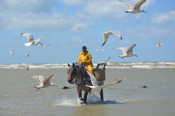 La curiosa tradición de la pesca a caballo de Bélgica