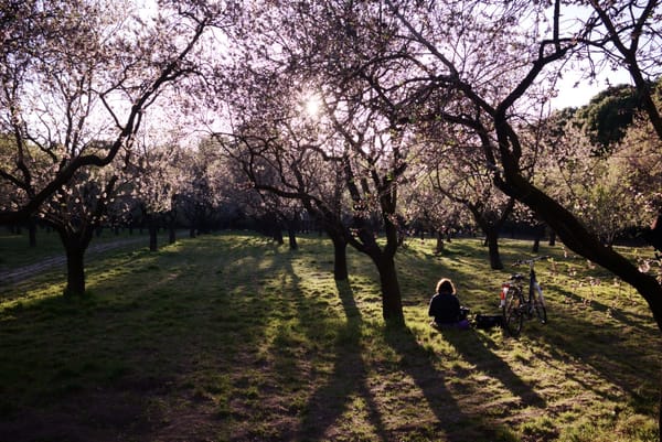 Quinta de los Molinos, un oasis primaveral en Madrid