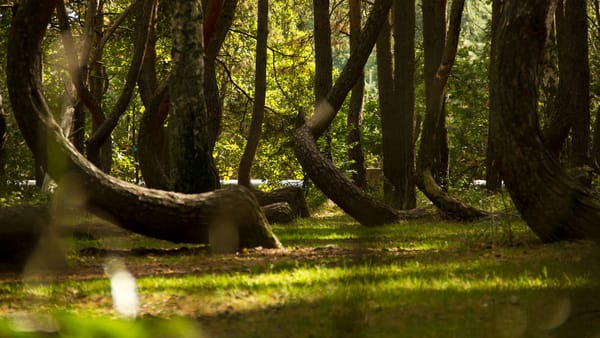 Bosques fascinantes que debes visitar