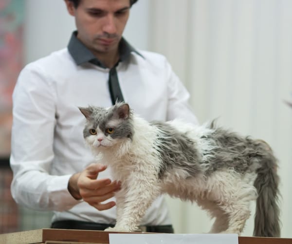 El gato oveja y otras curiosas razas alrededor del mundo