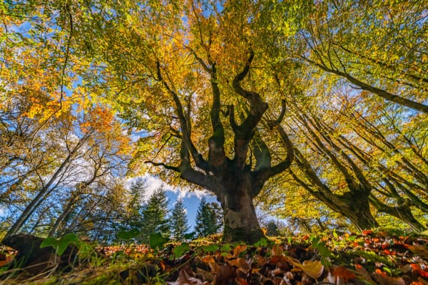 Ocho hayedos en España que tienes que visitar este otoño