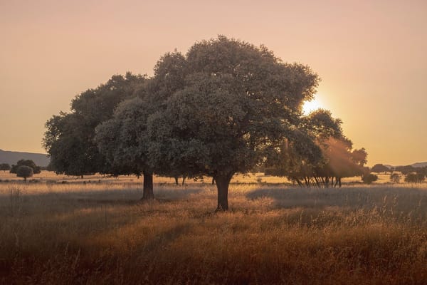 Cabañeros, un parque nacional por descubrir entre Toledo y Ciudad Real