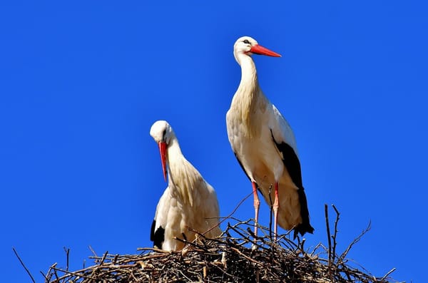 20 expresiones extremeñas que solo conocerás si eres de Extremadura