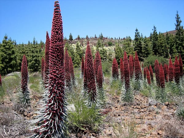 Las regiones españolas con mayor biodiversidad