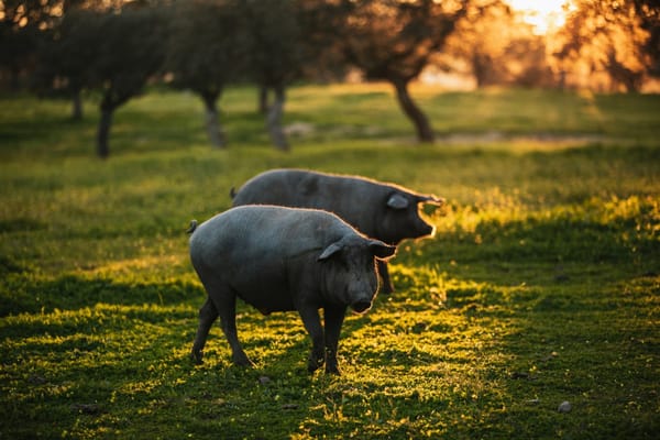 Descubre la ruta del ibérico en Córdoba